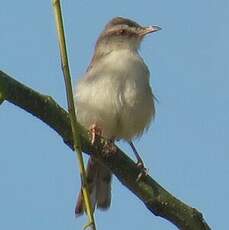 Prinia simple