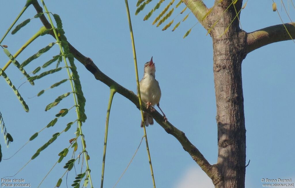 Plain Priniaadult, identification, Behaviour