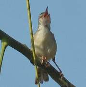 Plain Prinia