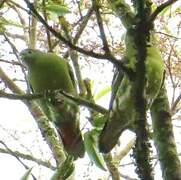 Black-naped Fruit Dove