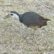 White-breasted Waterhen