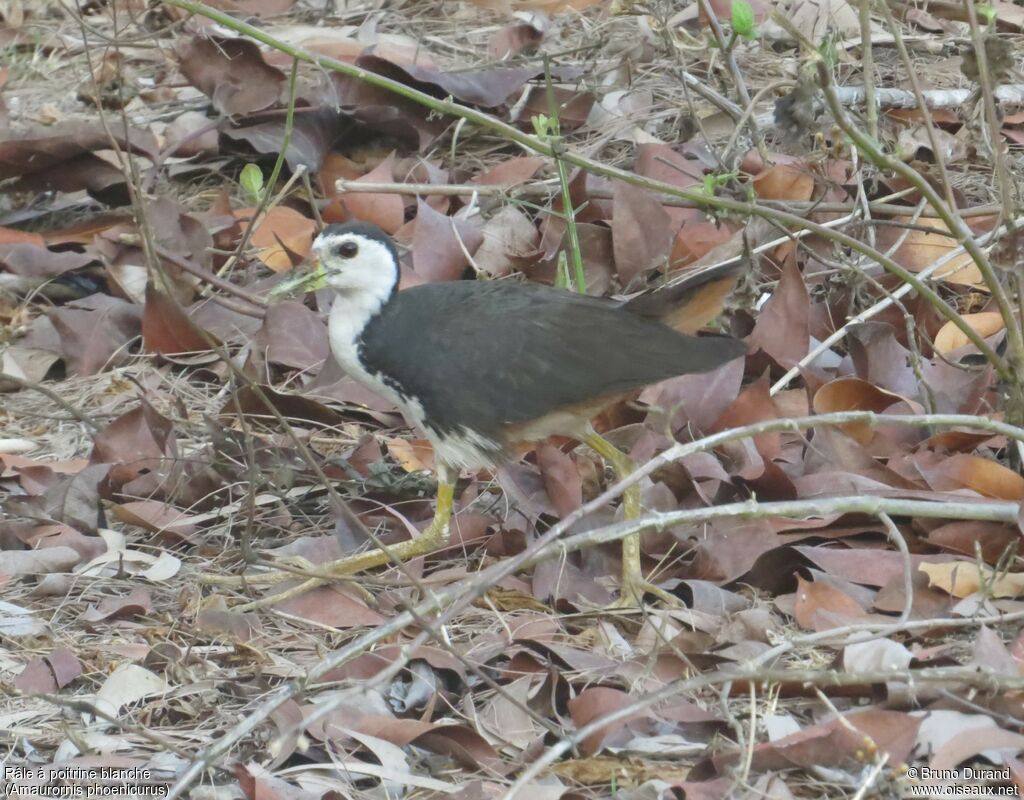 Râle à poitrine blancheadulte, identification