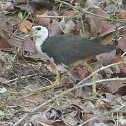 White-breasted Waterhen