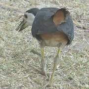 White-breasted Waterhen