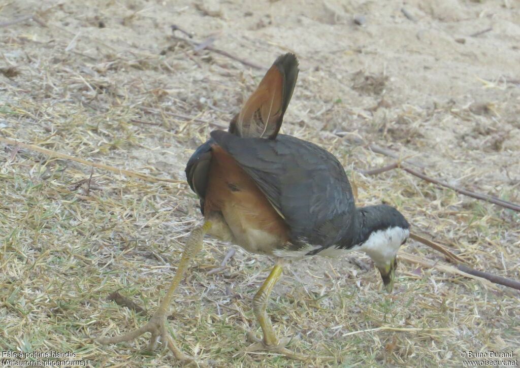 White-breasted Waterhen, identification, Behaviour