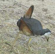 White-breasted Waterhen