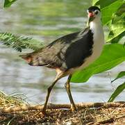 White-breasted Waterhen