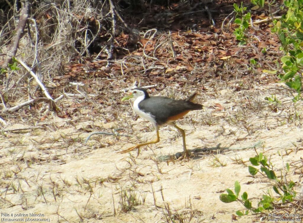 White-breasted Waterhenadult, identification, Behaviour