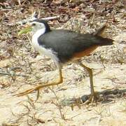 White-breasted Waterhen