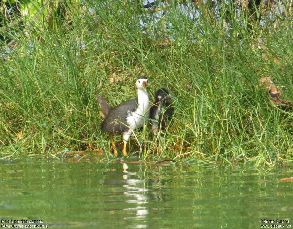 Râle à poitrine blanchejuvénile, identification, Nidification, Comportement
