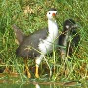 White-breasted Waterhen