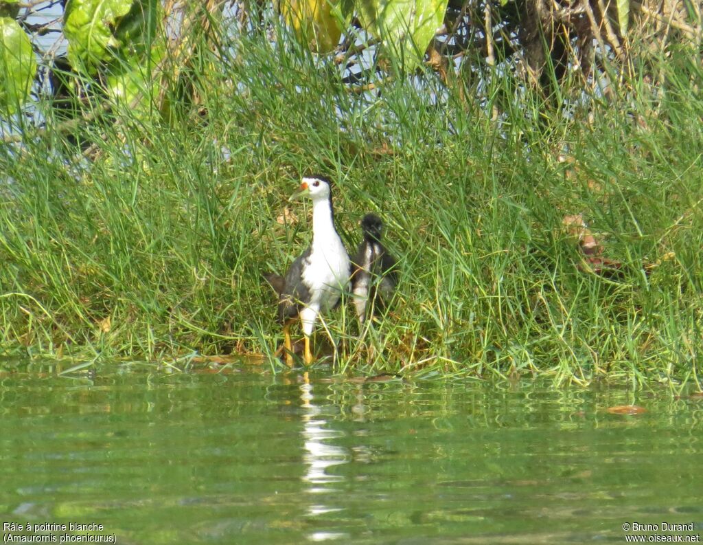 Râle à poitrine blanchejuvénile, identification, Nidification, Comportement