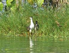 White-breasted Waterhen