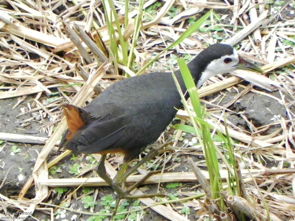 Râle à poitrine blancheadulte, identification, Comportement