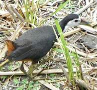 White-breasted Waterhen