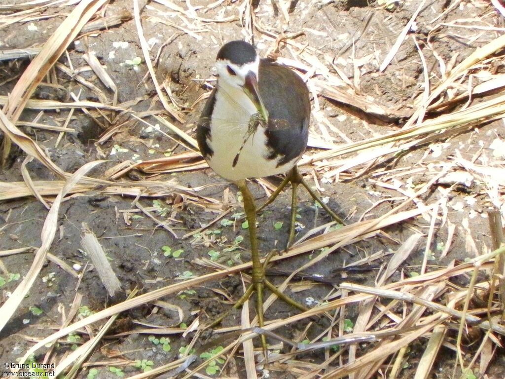 Râle à poitrine blancheadulte, identification, régime, Comportement