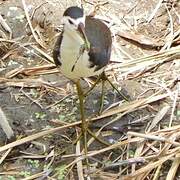 White-breasted Waterhen