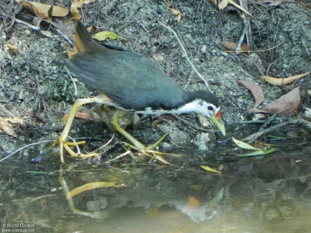 Râle à poitrine blancheadulte, identification, Comportement