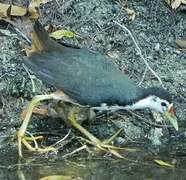 White-breasted Waterhen