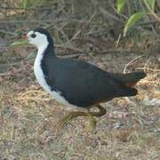 White-breasted Waterhen