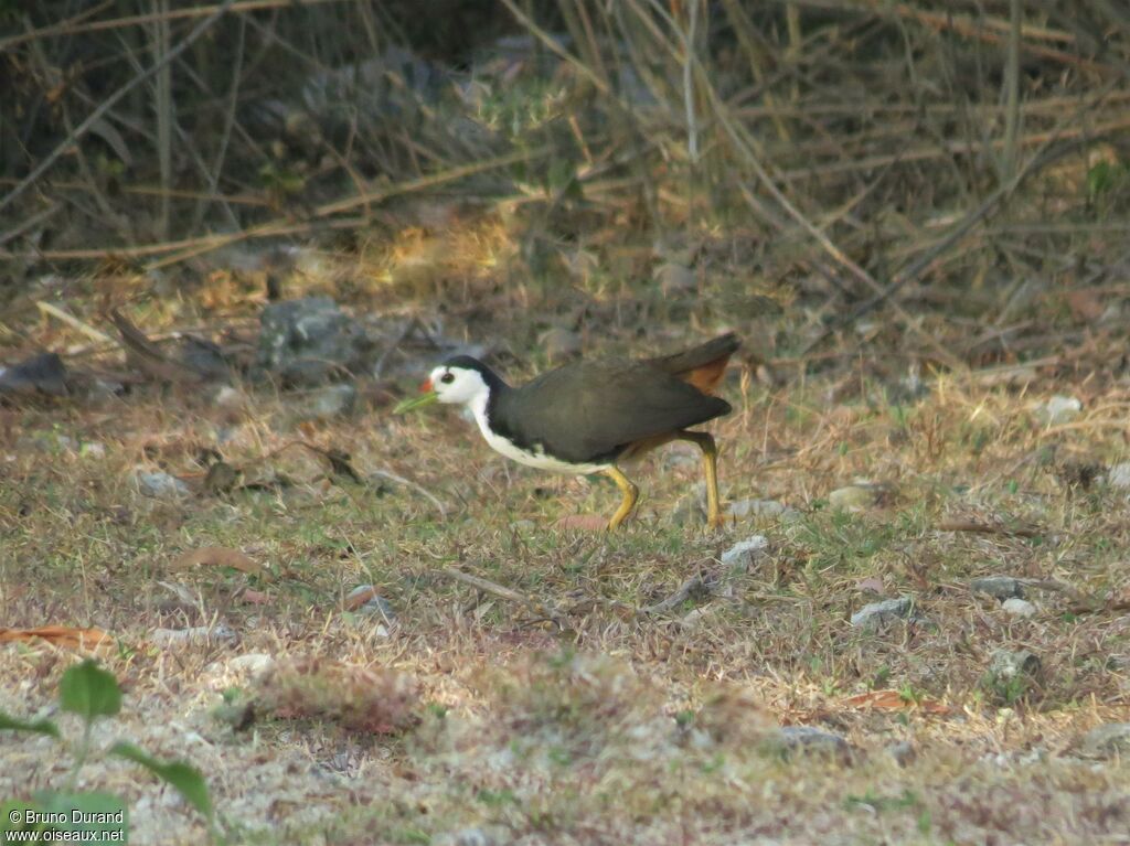 White-breasted Waterhenadult, identification, Behaviour