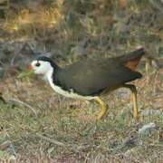 White-breasted Waterhen