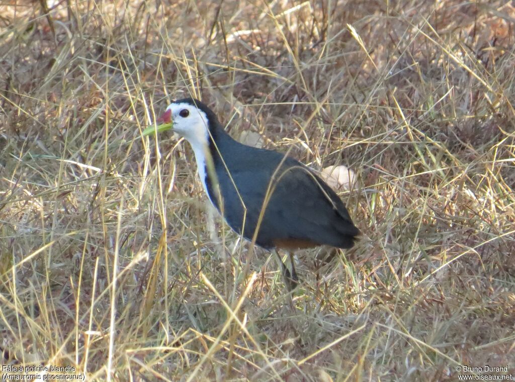 White-breasted Waterhenadult, identification