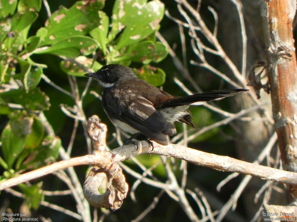 Malaysian Pied Fantail, identification