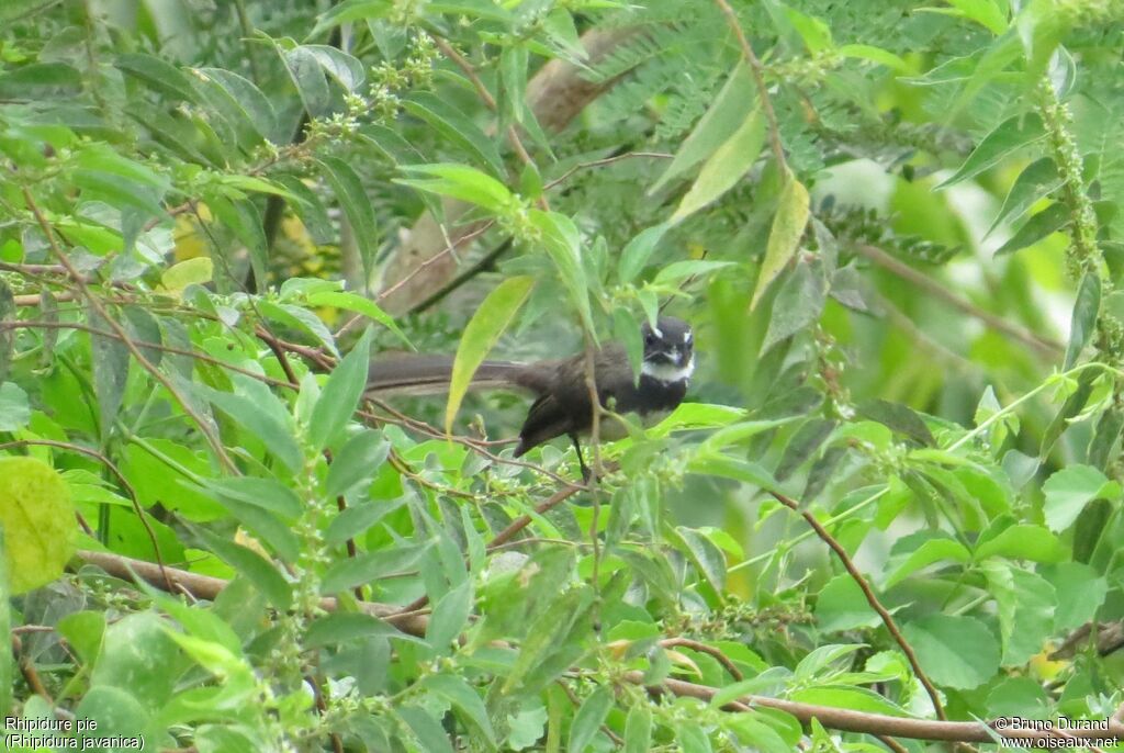 Malaysian Pied Fantail, identification, Behaviour