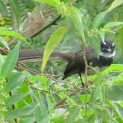 Malaysian Pied Fantail