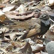 Malaysian Pied Fantail