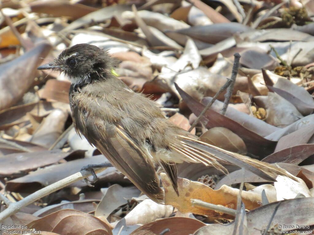 Malaysian Pied Fantailimmature, identification