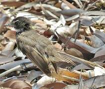 Malaysian Pied Fantail