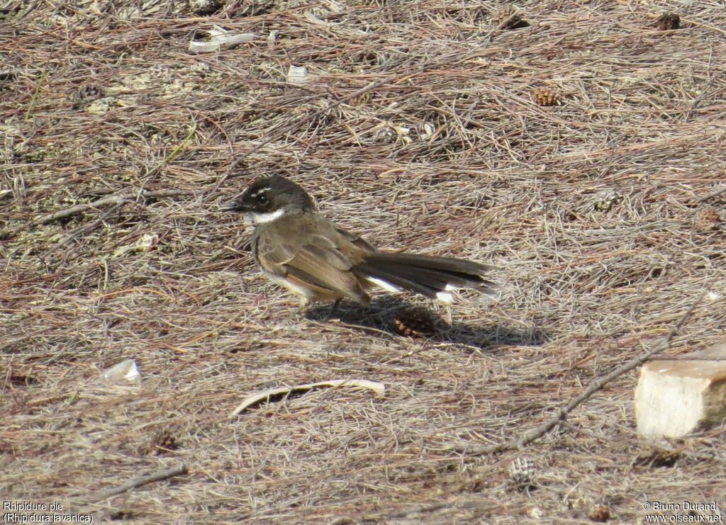 Rhipidure pie, identification