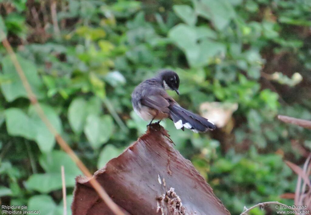 Malaysian Pied Fantail, identification