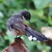 Malaysian Pied Fantail