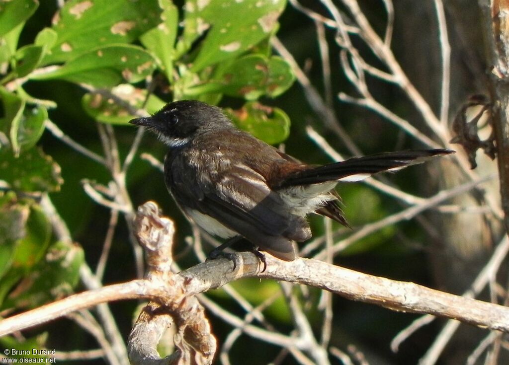 Rhipidure pieadulte, identification