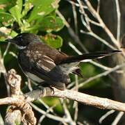 Malaysian Pied Fantail