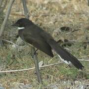 Malaysian Pied Fantail