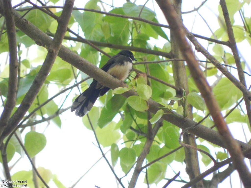 Malaysian Pied Fantailadult, identification, Behaviour