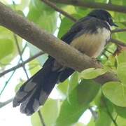 Malaysian Pied Fantail