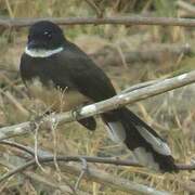 Malaysian Pied Fantail