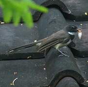 Malaysian Pied Fantail