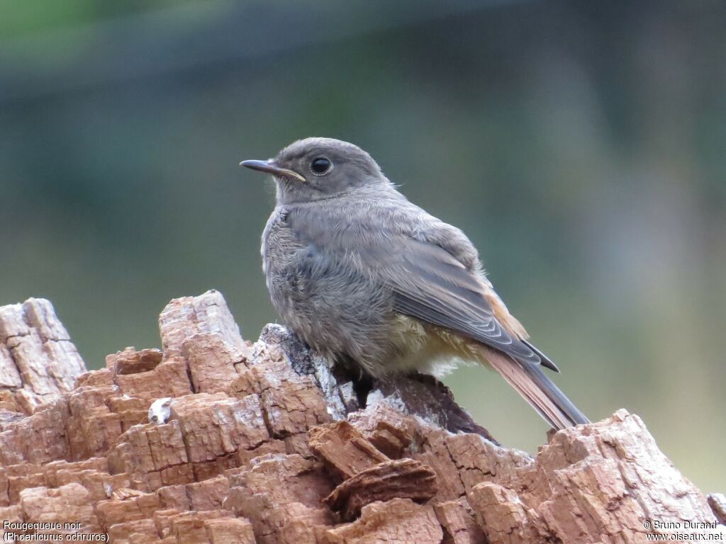 Black Redstartjuvenile, identification