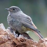 Black Redstart