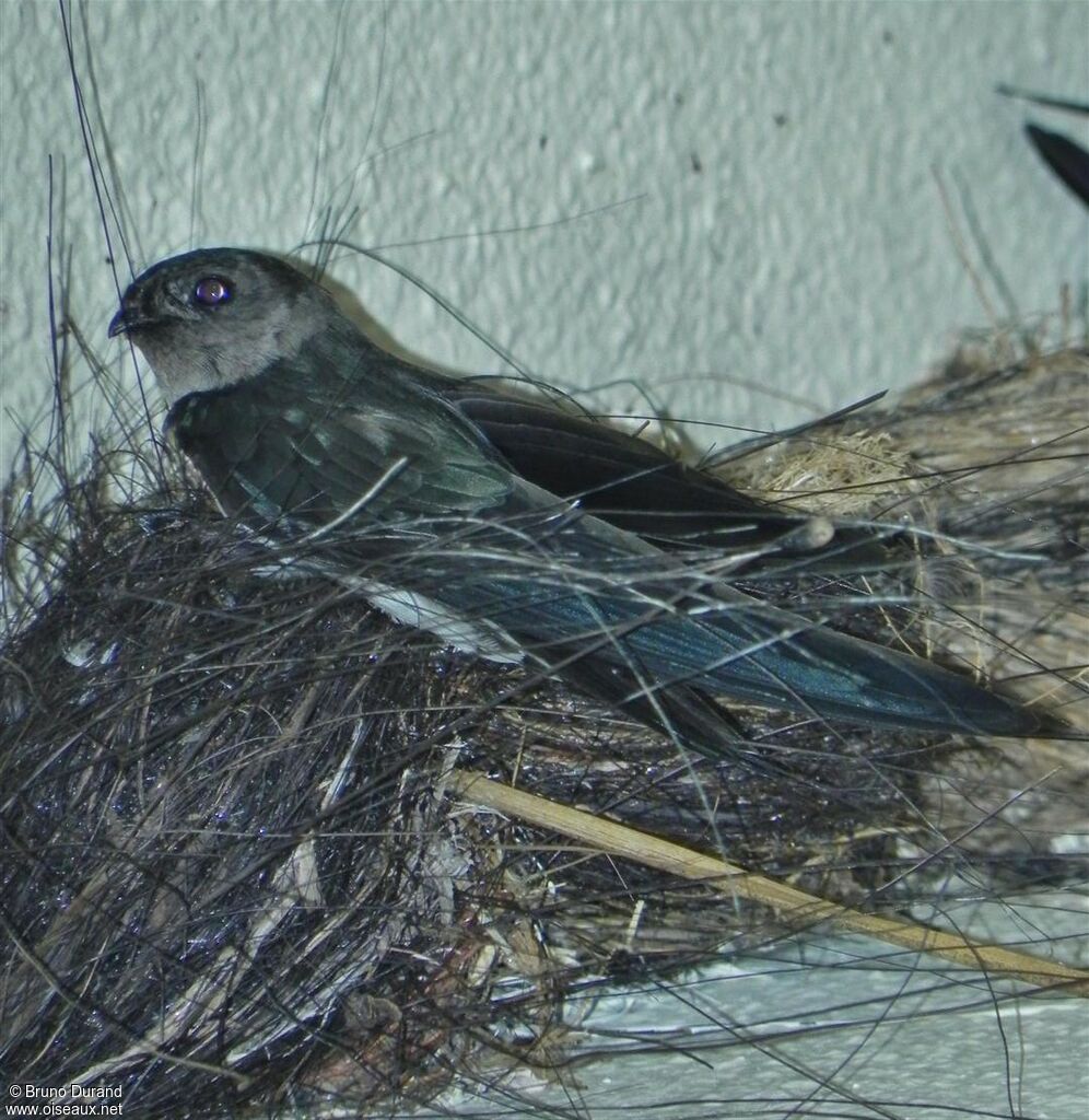 Cave Swiftlet, identification