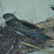 Cave Swiftlet
