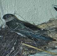 Cave Swiftlet