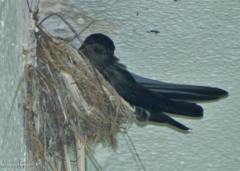 Cave Swiftlet, Reproduction-nesting