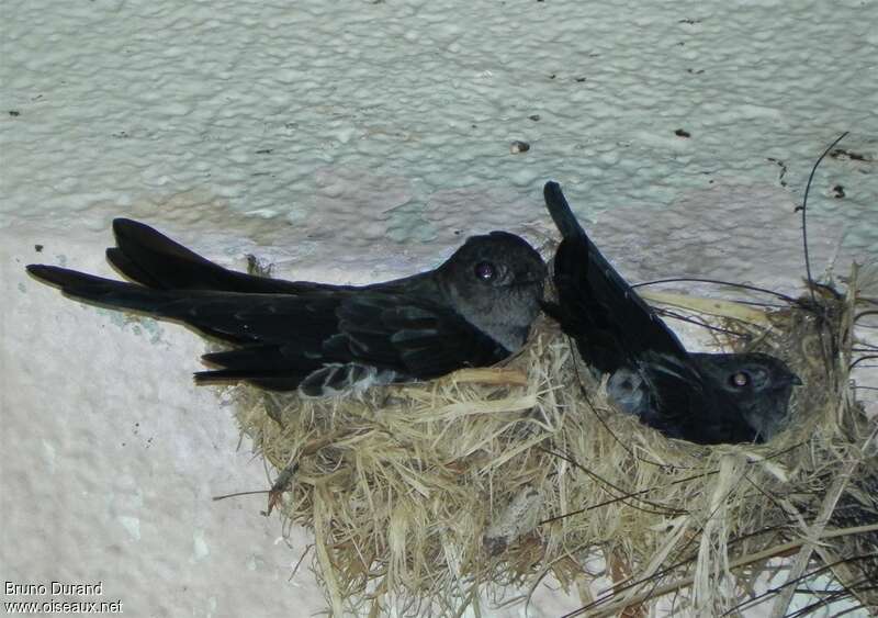Cave Swiftletadult, Reproduction-nesting